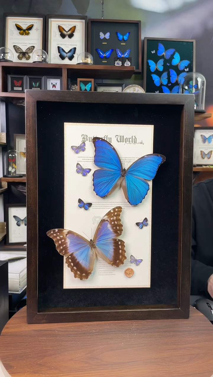 大蓝闪蝶雌雄+5只灰蝶组合 A3香樟木框