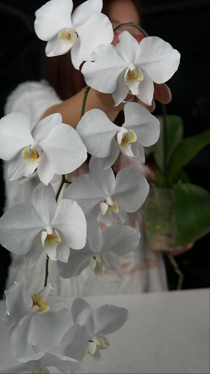 完全开放菲律宾交桑德（2.5）不保花，轻微叶瑕