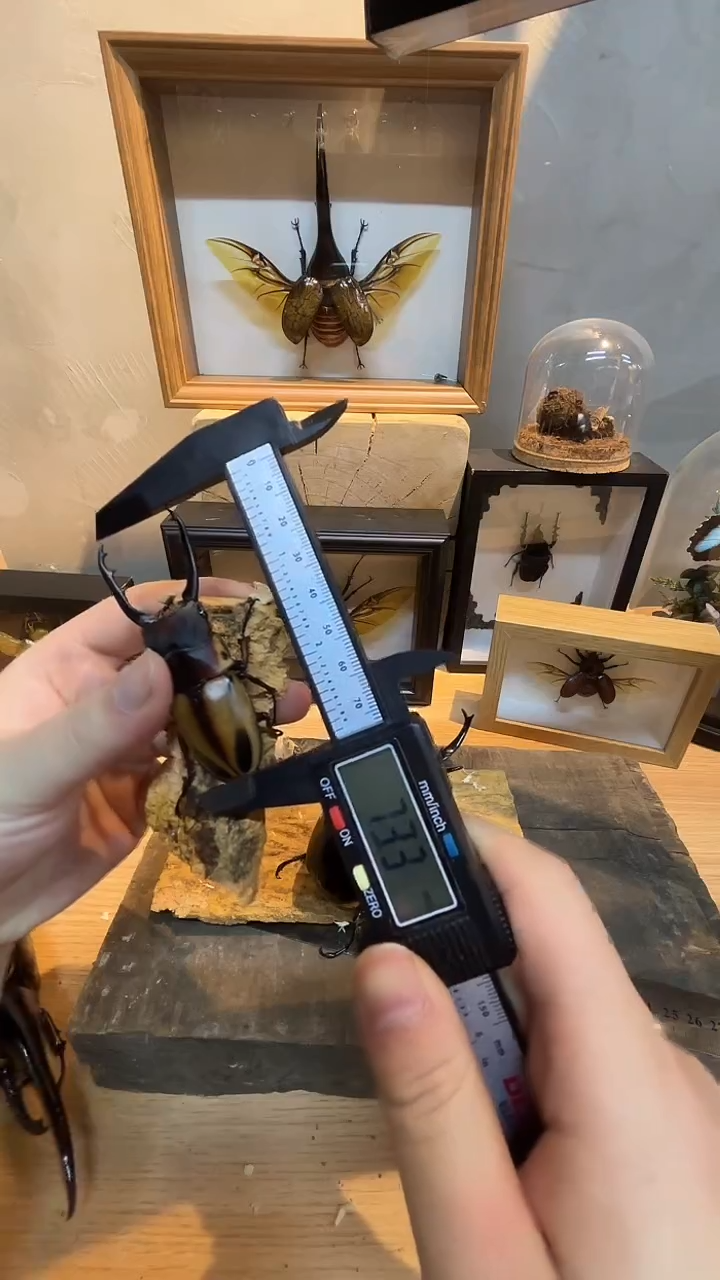 白色蚕宝宝75mm法布里斯锯锹单公