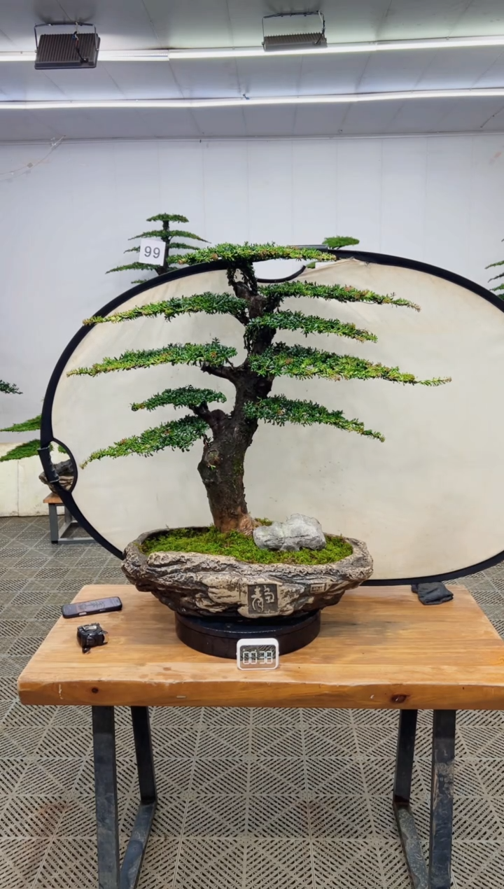 无花朵造型盆景一物一拍