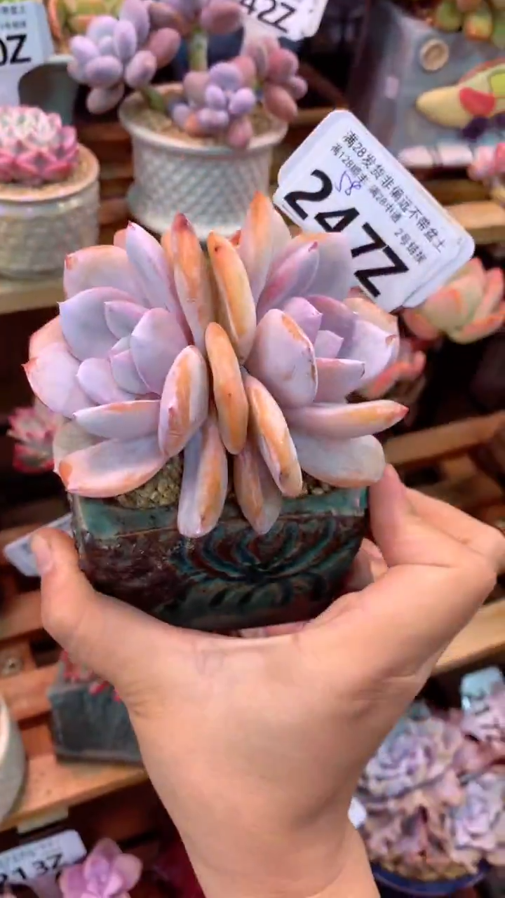 247Z（一物一拍实付满28发货，默认不带盆土）