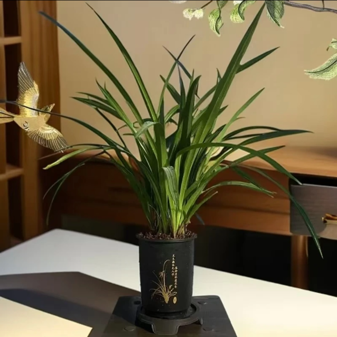 高端精品【墨兰醉美人】浓香型兰花室内好养花卉开花植物花香