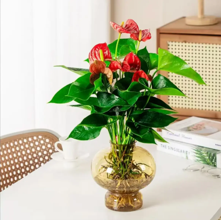 【带花发货】红掌水培盆栽室内绿植花卉客厅书房办公室花卉