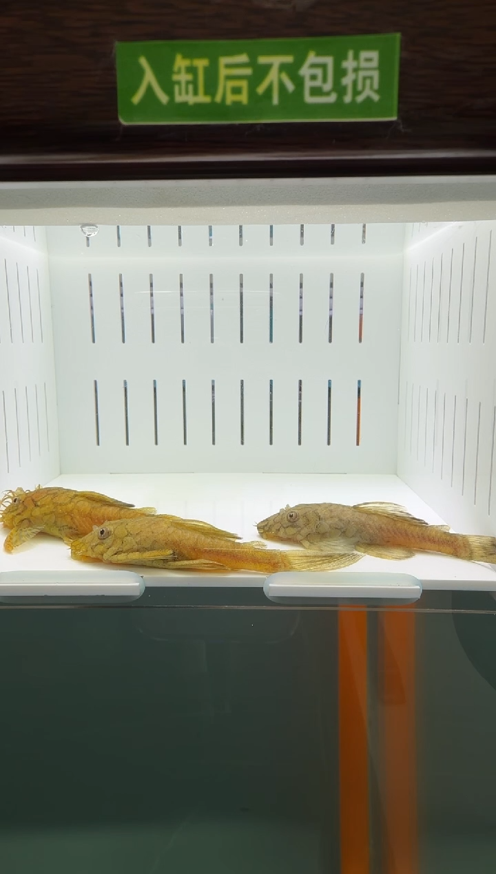 清道夫鱼149号519入缸不包损录制完整开箱视频8-9.2厘米