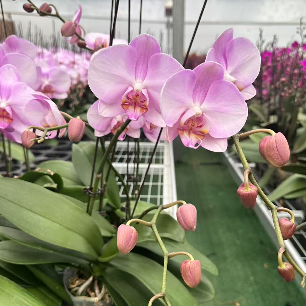  福利粉蝴蝶兰 蝴蝶兰全开无花苞 发货基地直发