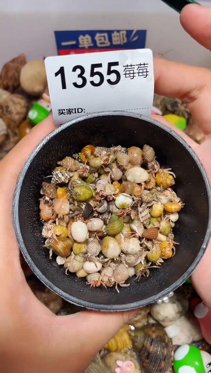 陌派甄选寄居蟹1355