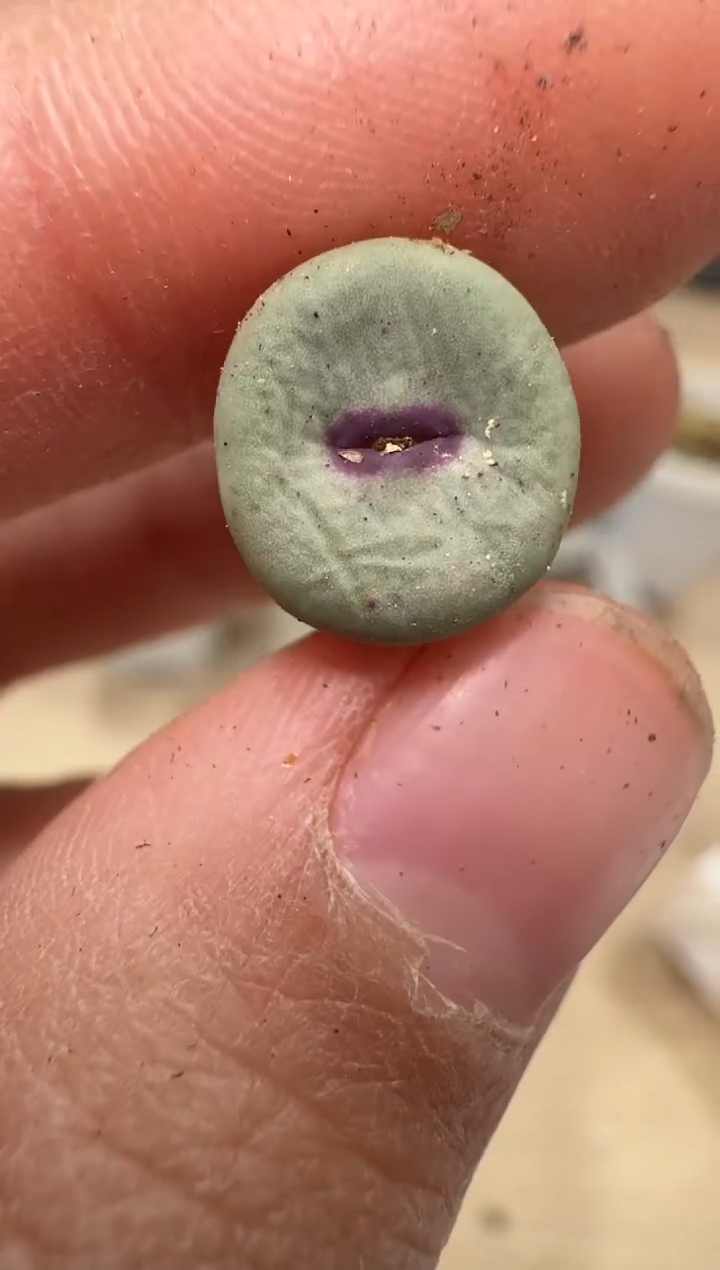 多肉植物肉锥3-216