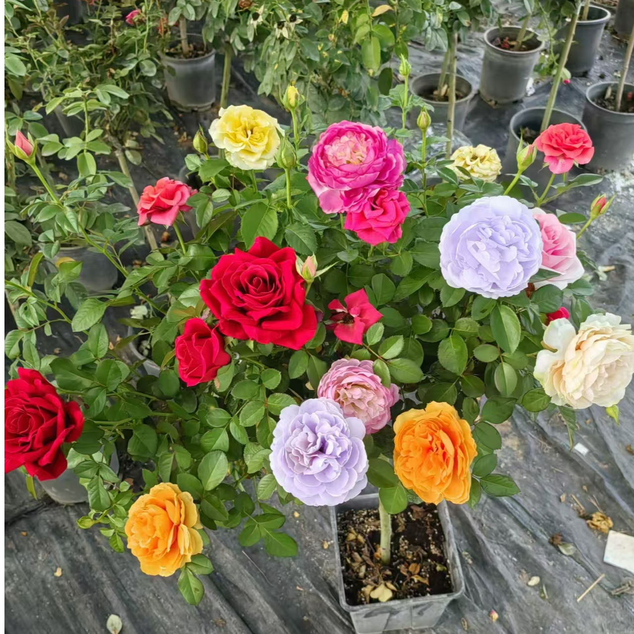 棒棒糖树桩月季大花四季开花浓香