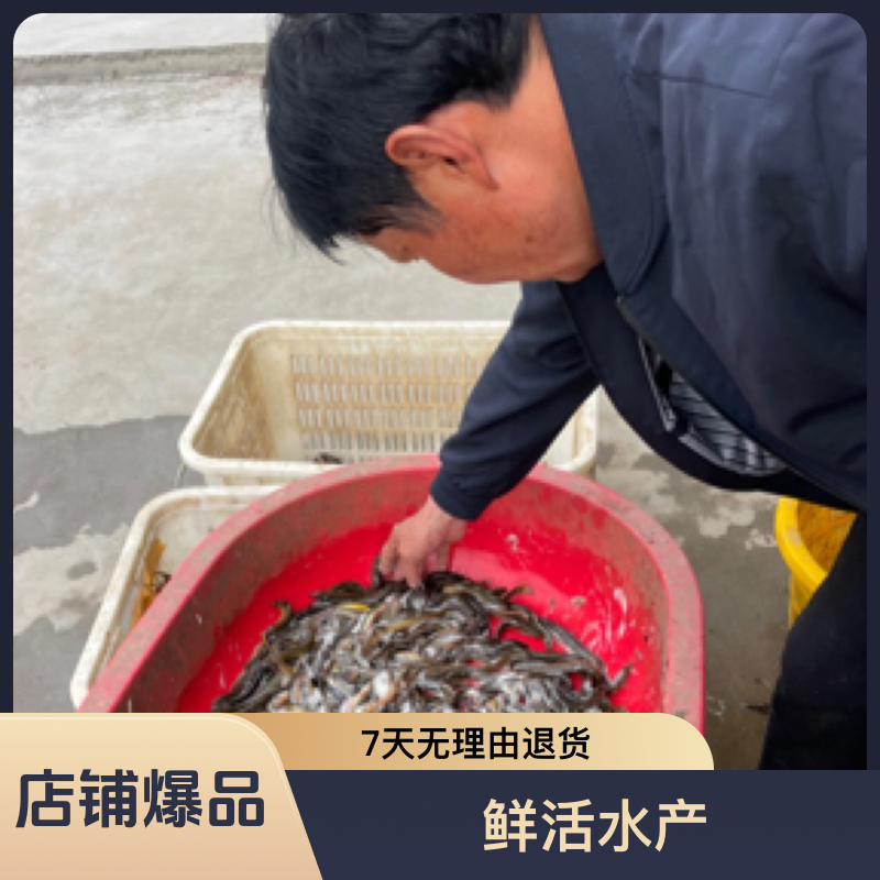 大别山农家捕捉土泥鳅