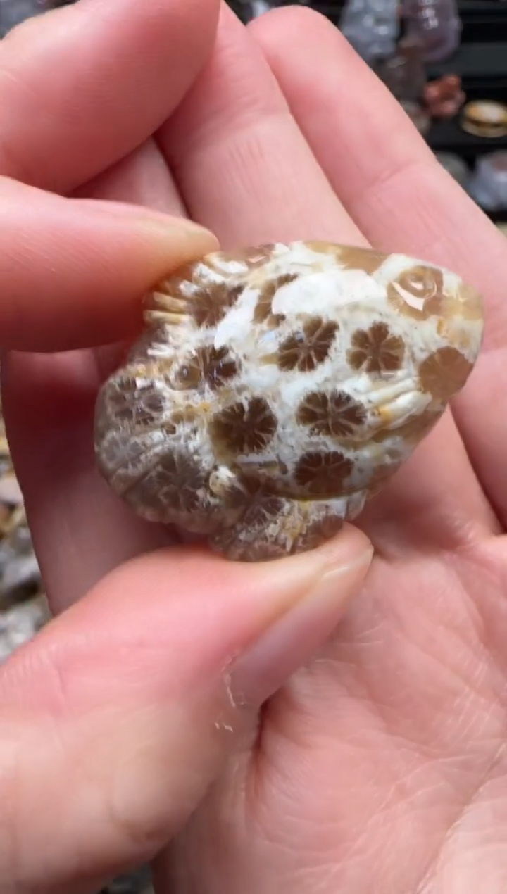 颈饰未镶嵌硅化珊瑚（珊瑚玉）299