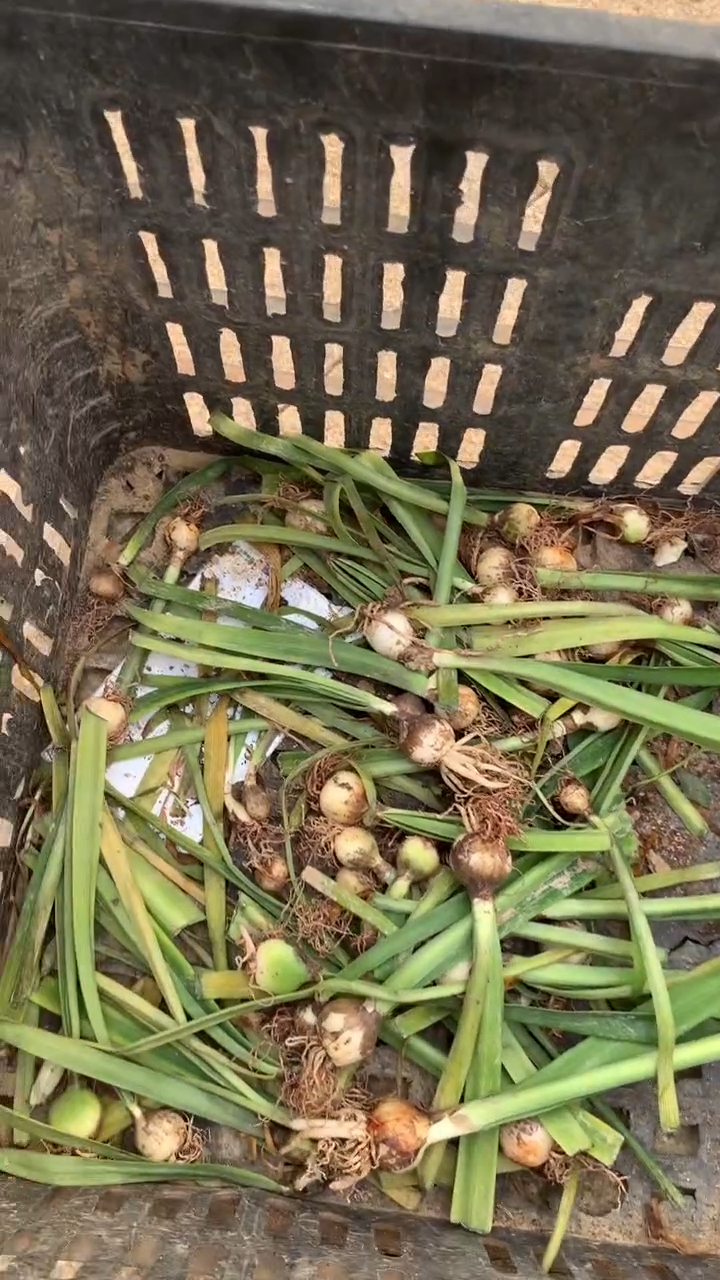 当前无花栽培后可以开花干邑橙酒5颗小苗