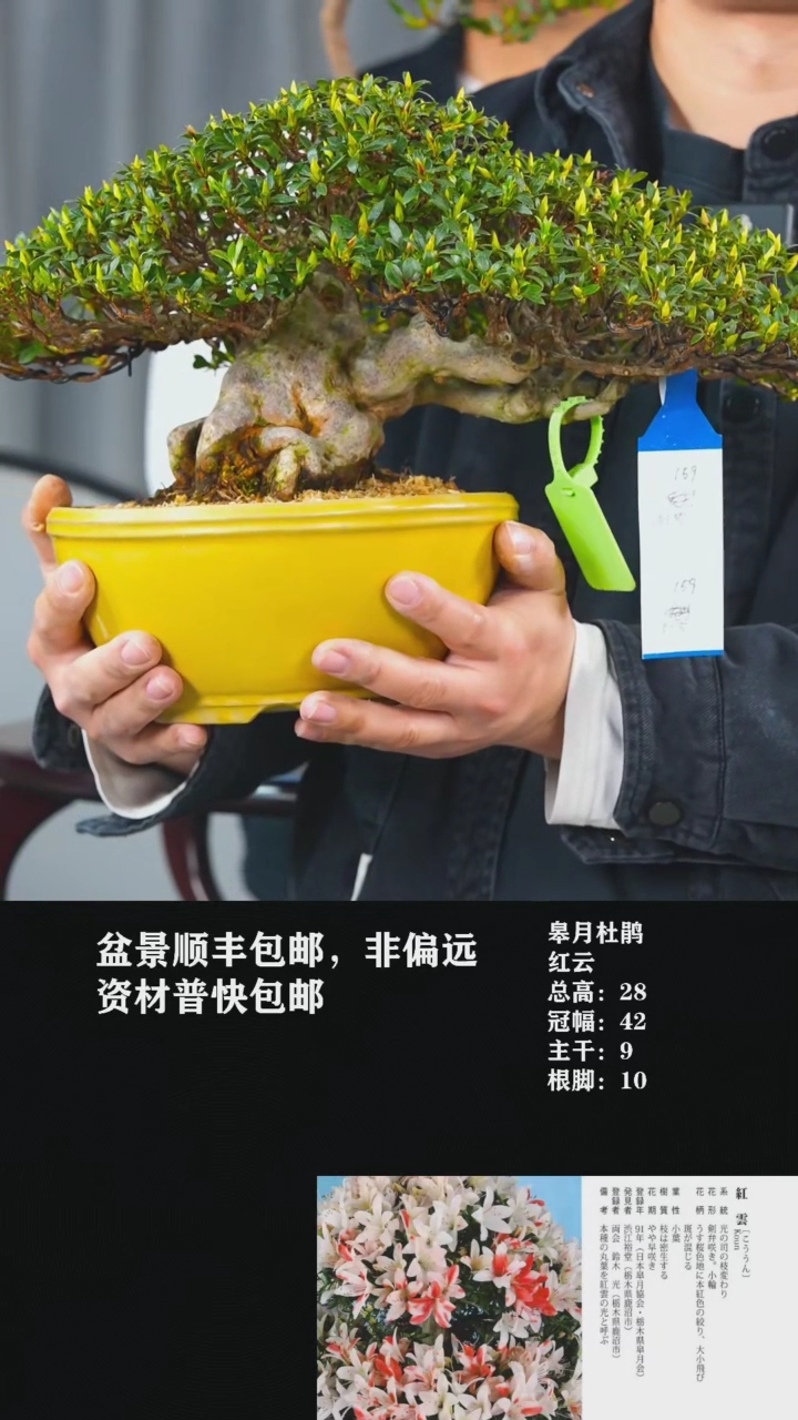 【闪购商品】红云杜鹃