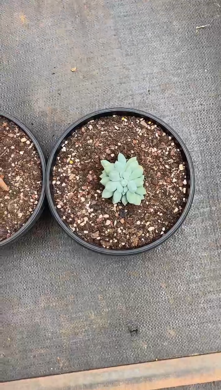 超胖哥特罗莉缀化