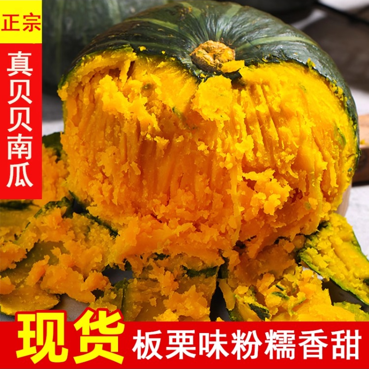 正宗中卫富硒贝贝南瓜板栗味粉糯香甜新鲜营养宝宝辅食