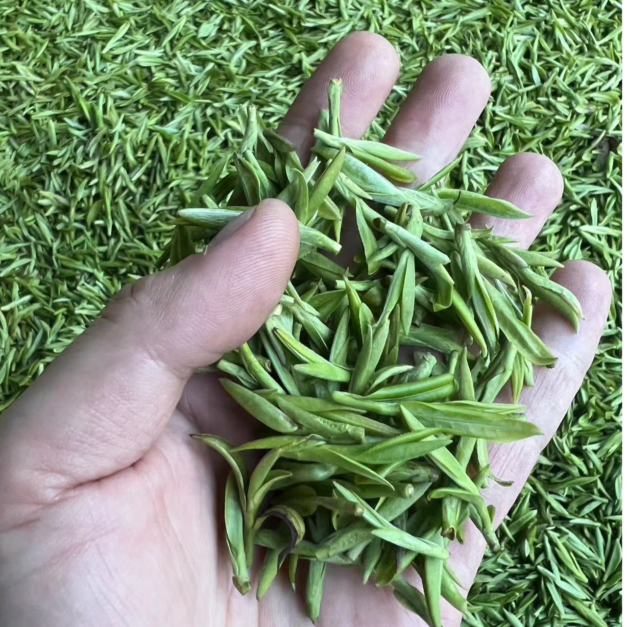 【香高味鲜】2025明前龙井43浓香