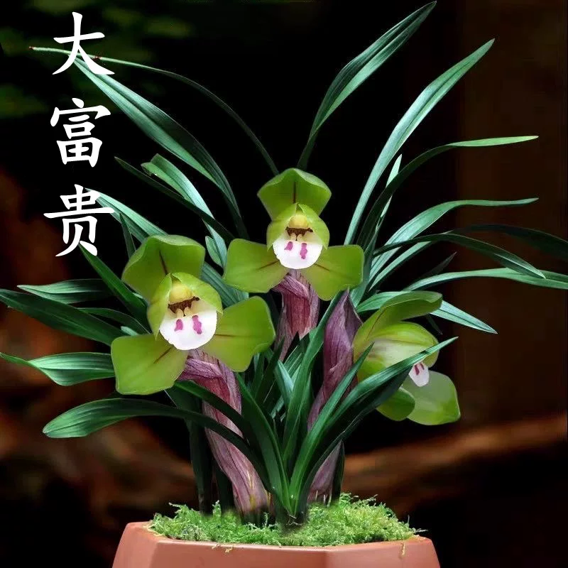 带花苞浓香春兰名品大富贵兰花室内好养活绿植盆栽