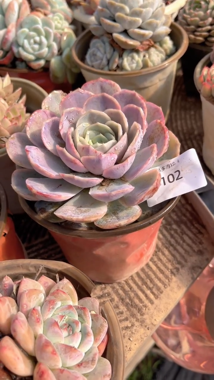 长****望跃跃精品多肉04102