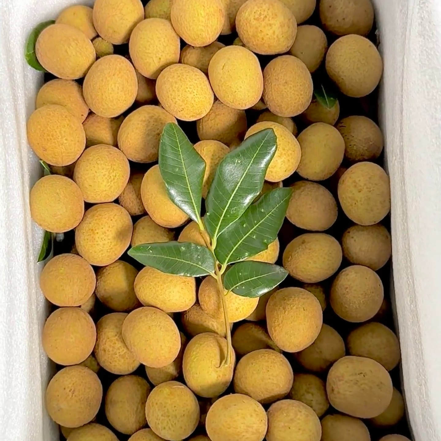 高州储良龙眼一盒约500g