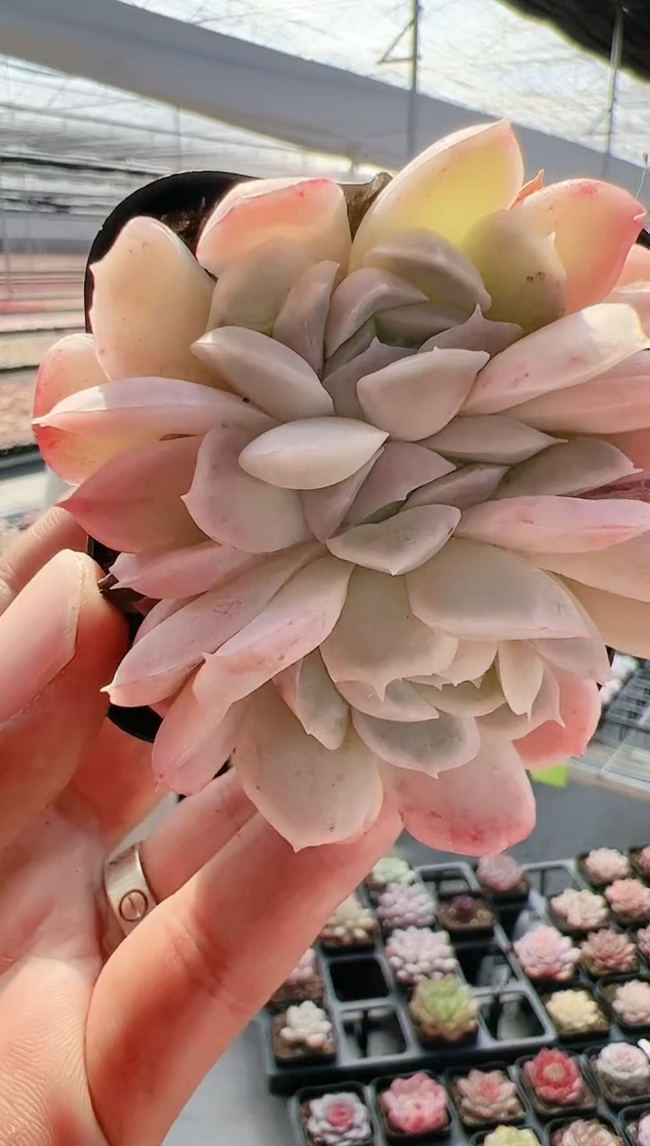 【闪购商品】新-24