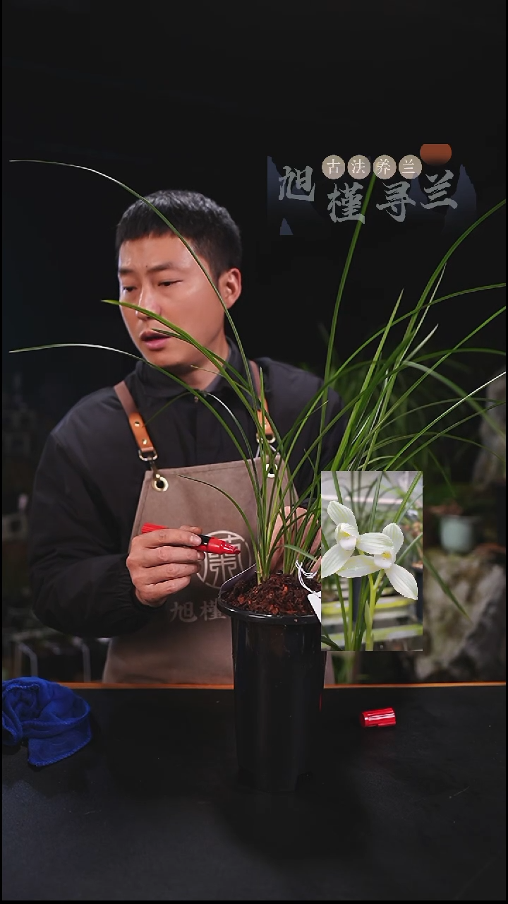 当前无花栽培后可以开花一*草莲瓣兰永怀素（7苗草）