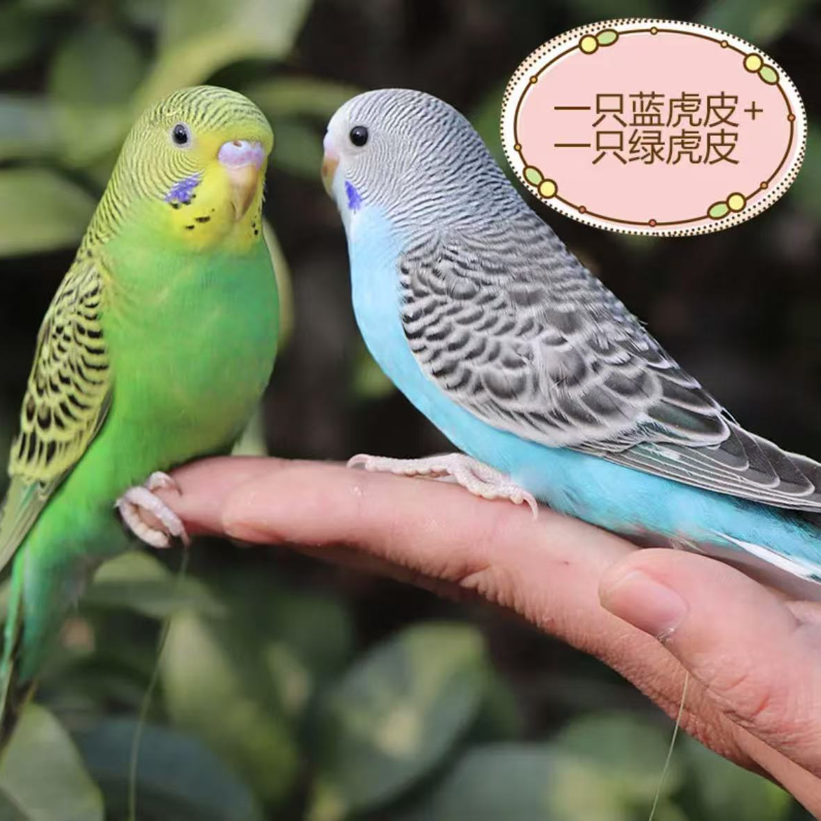 鹦鹉活宠鸟类鹦鹉幼鸟手玩小鸟好养