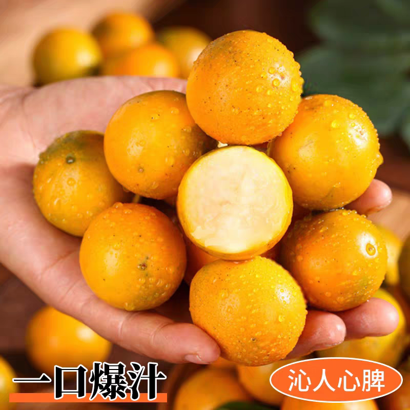  [到手100个]广西融安金桔二代滑皮金桔脆皮小桔子不麻不涩纯甜脆
