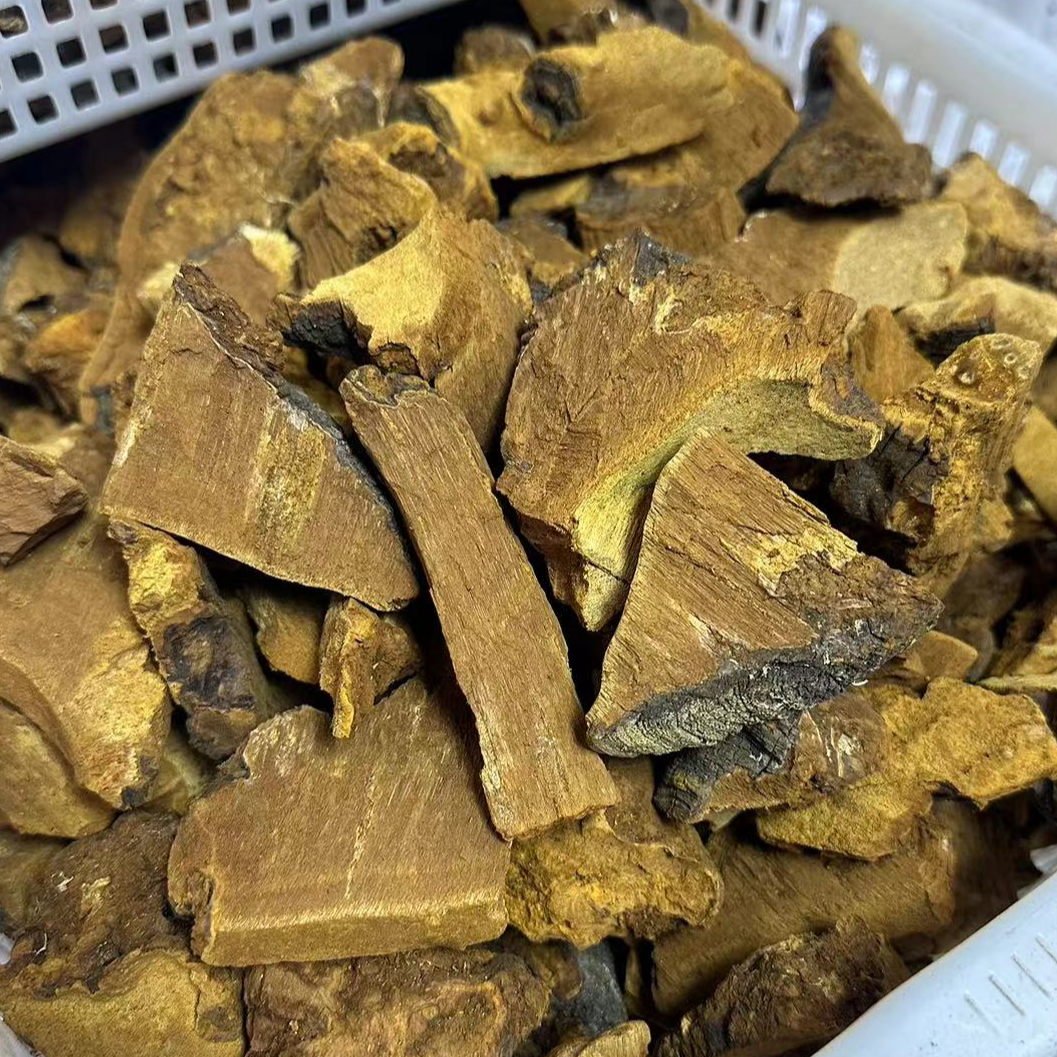 【松针层孔菌】西藏选出来的黄肉松针灵芝