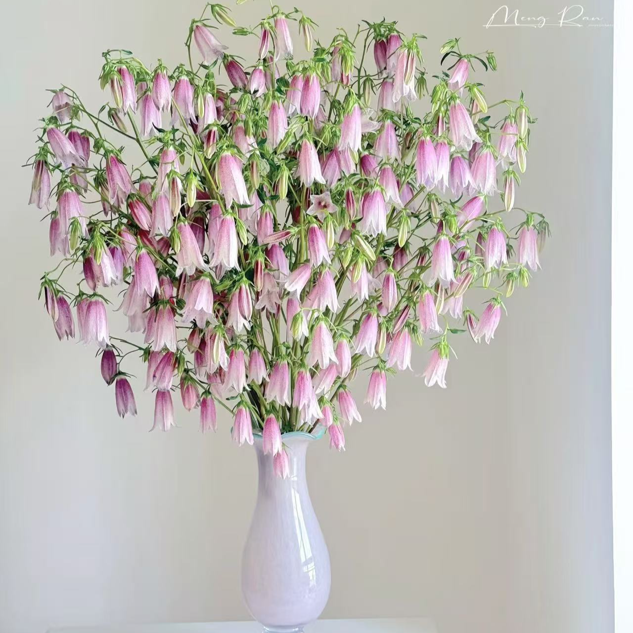 【一单不售后|紫斑风铃】新手友好   稀缺小众花材 鲜切花 