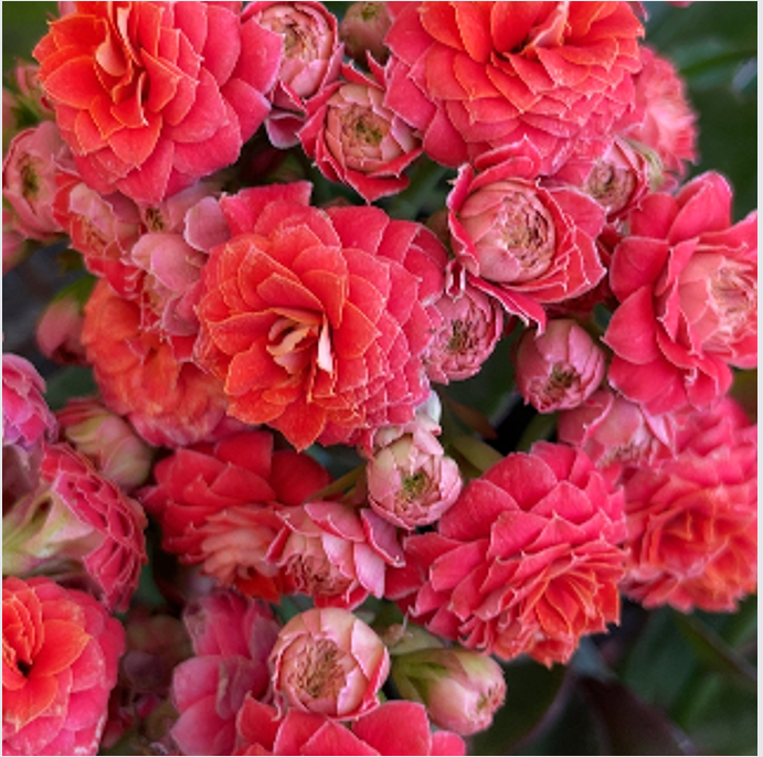 120步步生花长寿花 