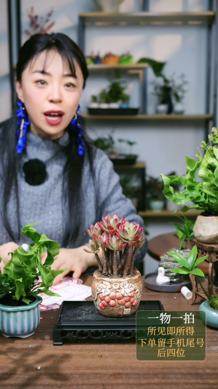 【闪购商品】174--1315多肉红