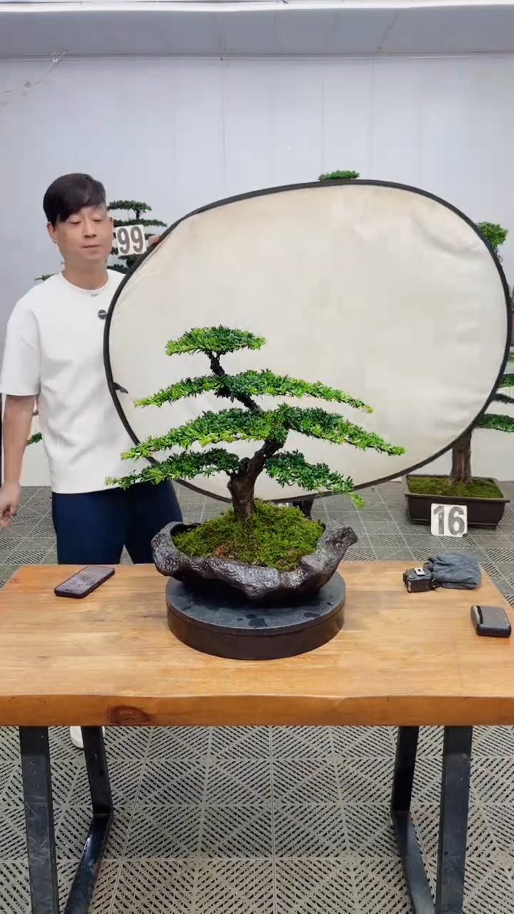 无花朵造型盆景一物一拍