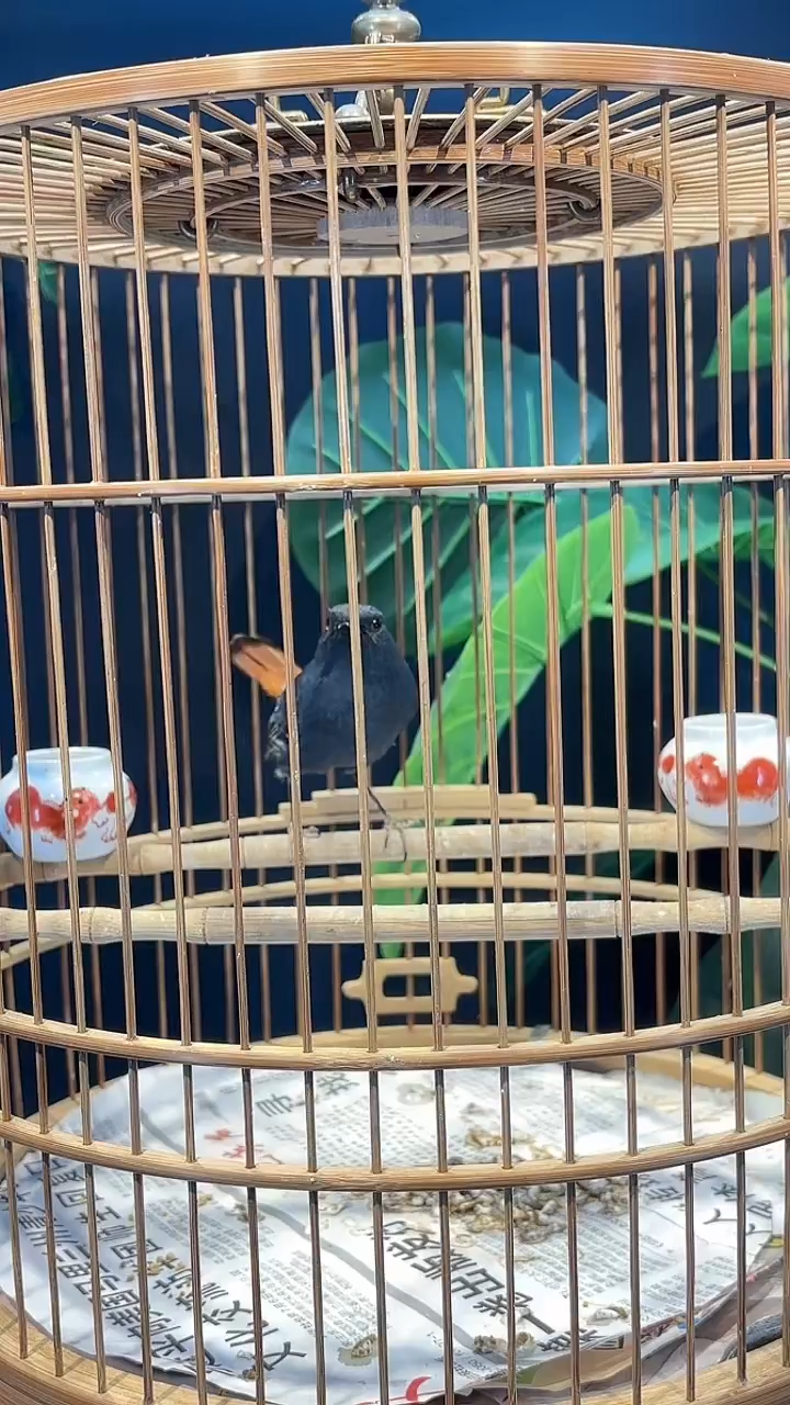 29号 石燕养笼0元起拍