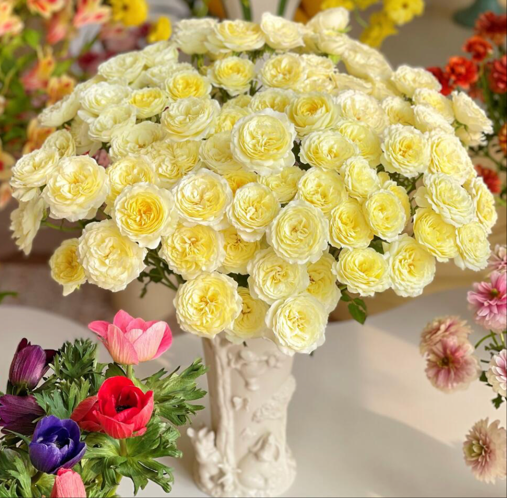 【大聪明卖花】暖暖多头玫瑰云南直发鲜花家居水养鲜花花束客厅