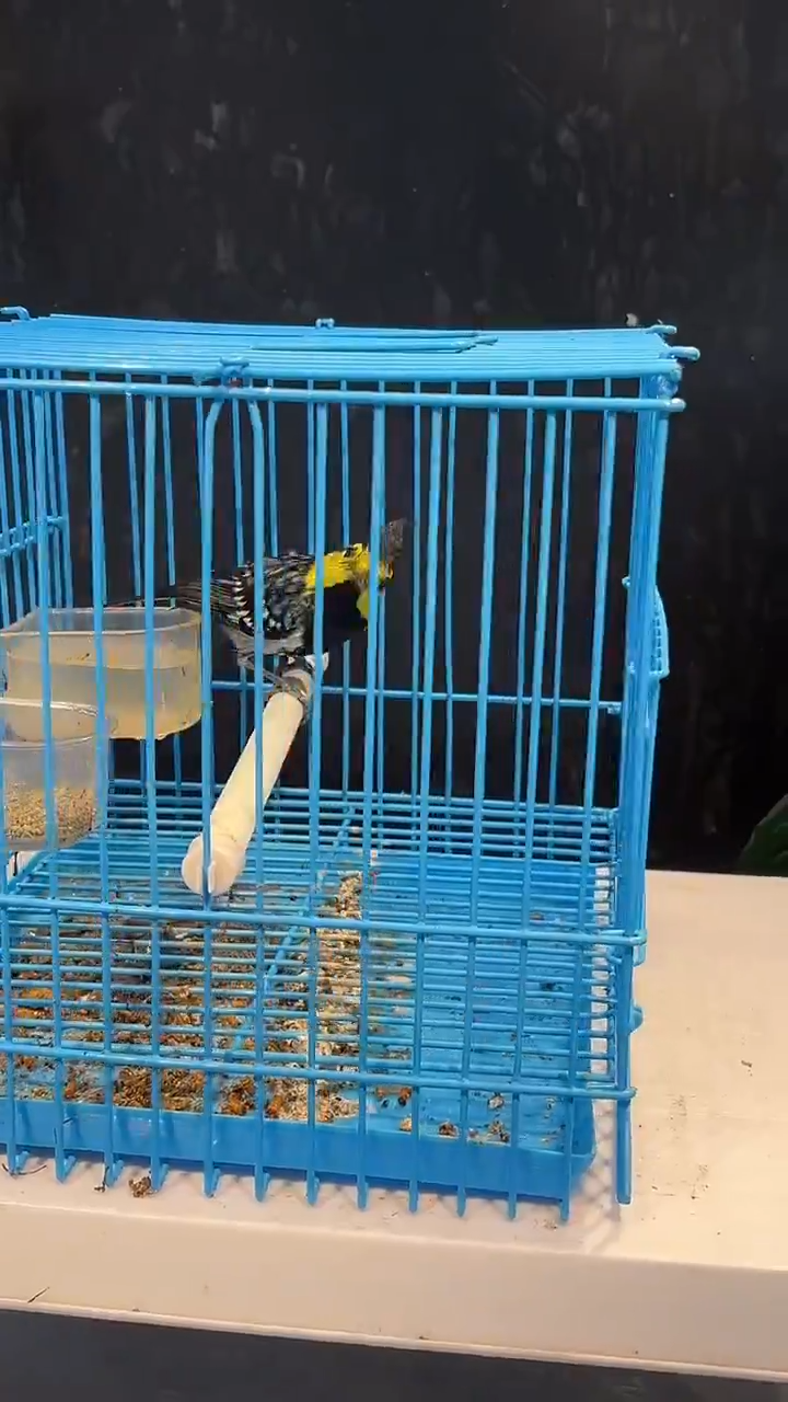 13号  黄颊养笼0元起拍 