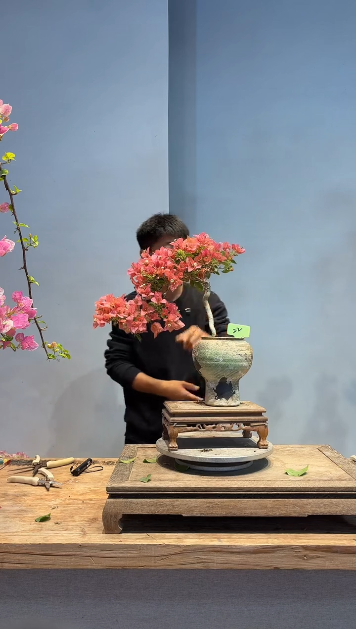 以实际为准三角梅22