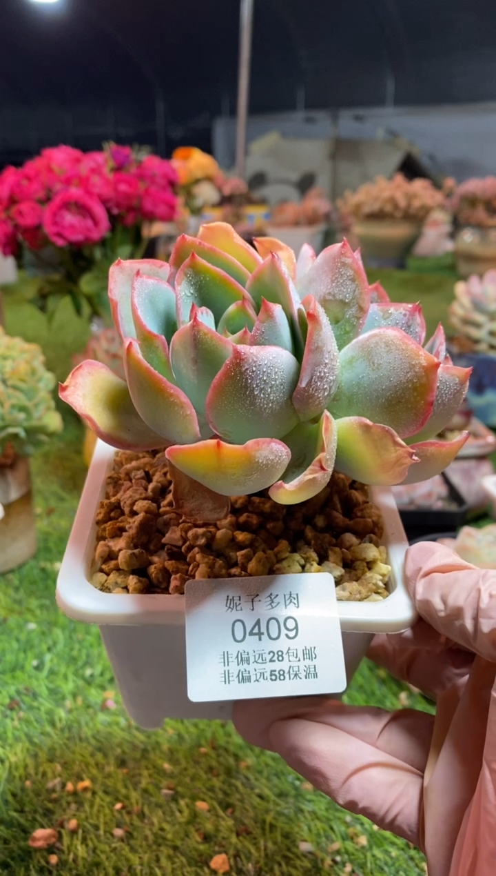 【闪购商品】0409a