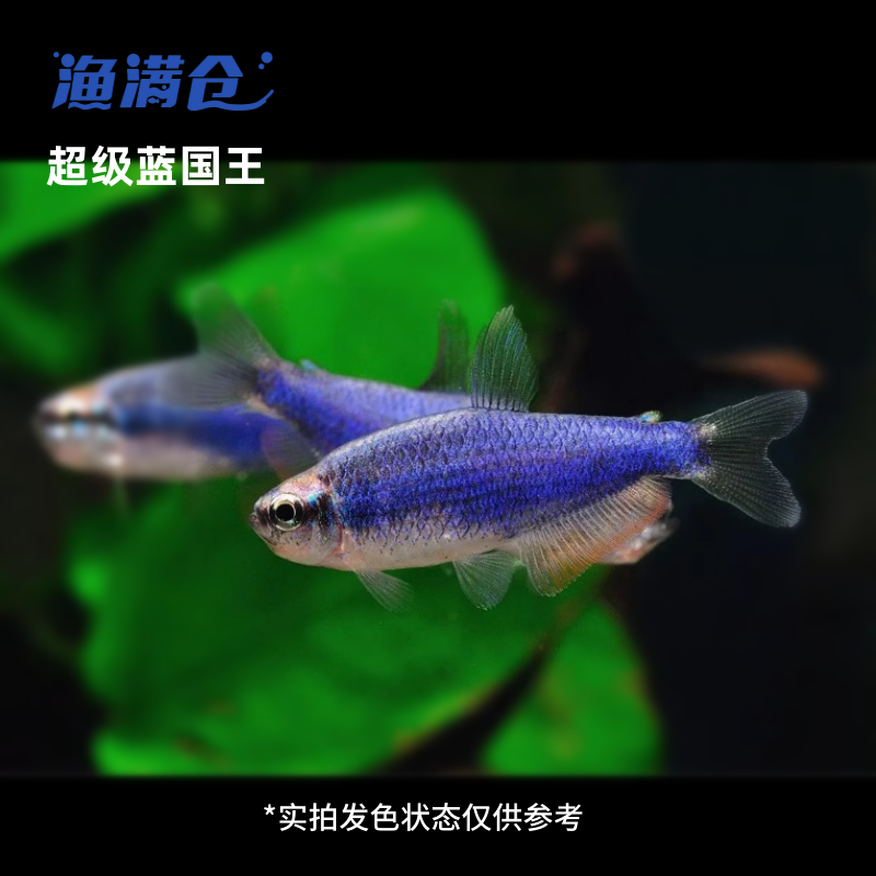 渔满仓小鱼 超级蓝国王灯科鱼热带小型鱼