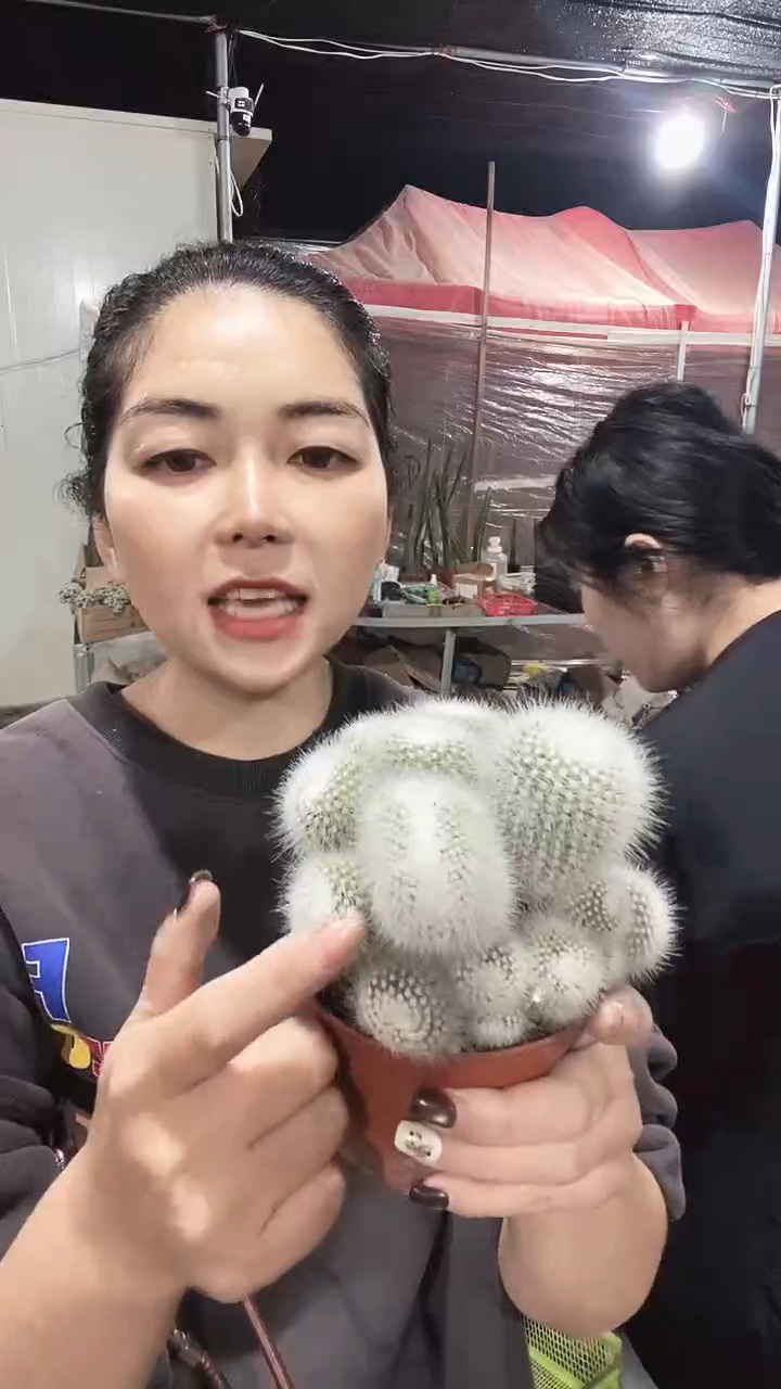 白小丁缀化仙人球
