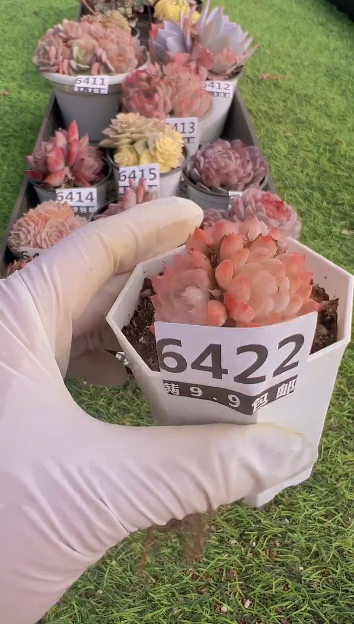 【闪购商品】信福多肉一物一拍