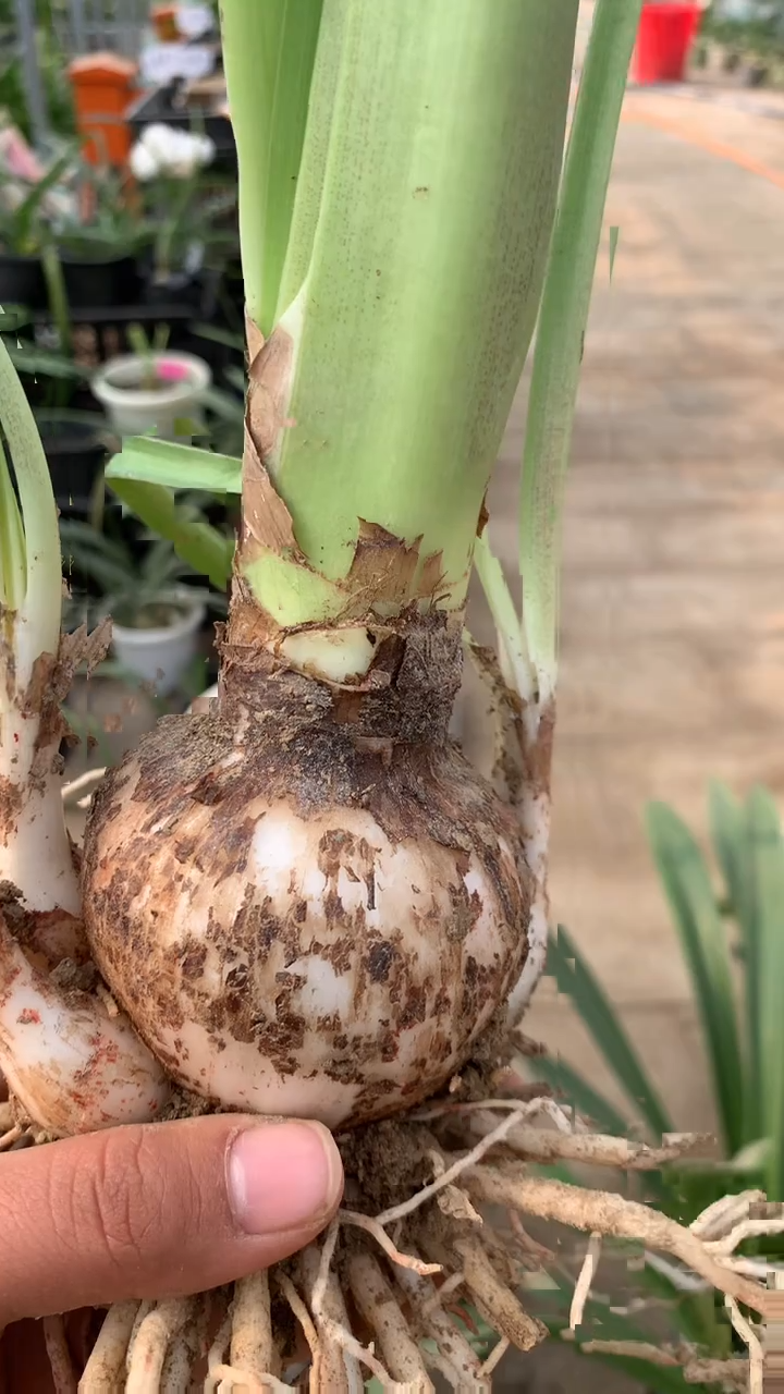 当前无花栽培后可以开花秋意浓6cm+