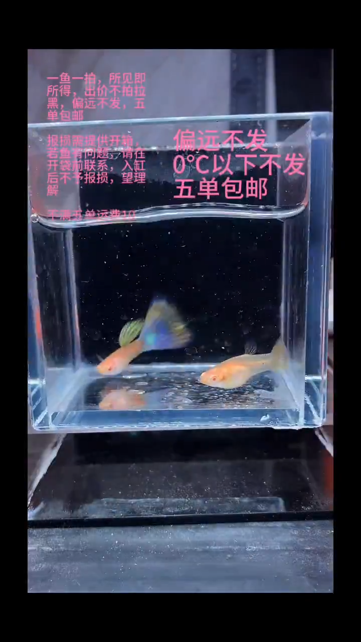 孔雀鱼孔雀鱼 28