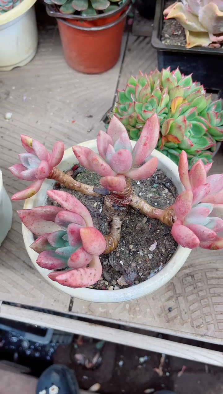 吖*21038多肉植物一物一拍
