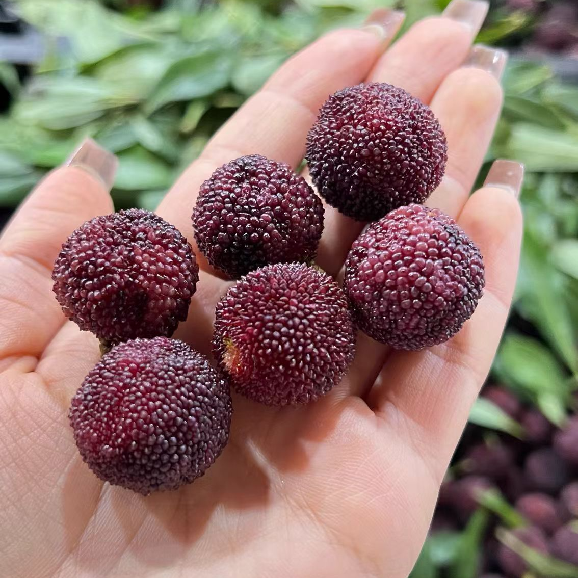 云南碧津梅新鲜杨梅鲜果产自云南  自然生长  当季采摘1.5斤、3斤、5斤装云南省