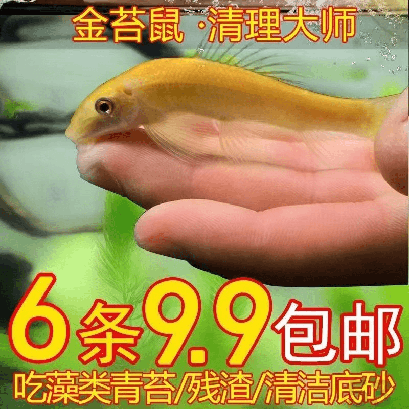 清道夫鱼缸鱼金苔鼠除藻清洁耐活吃鱼屎工具鱼淡水青苔鼠观赏鱼
