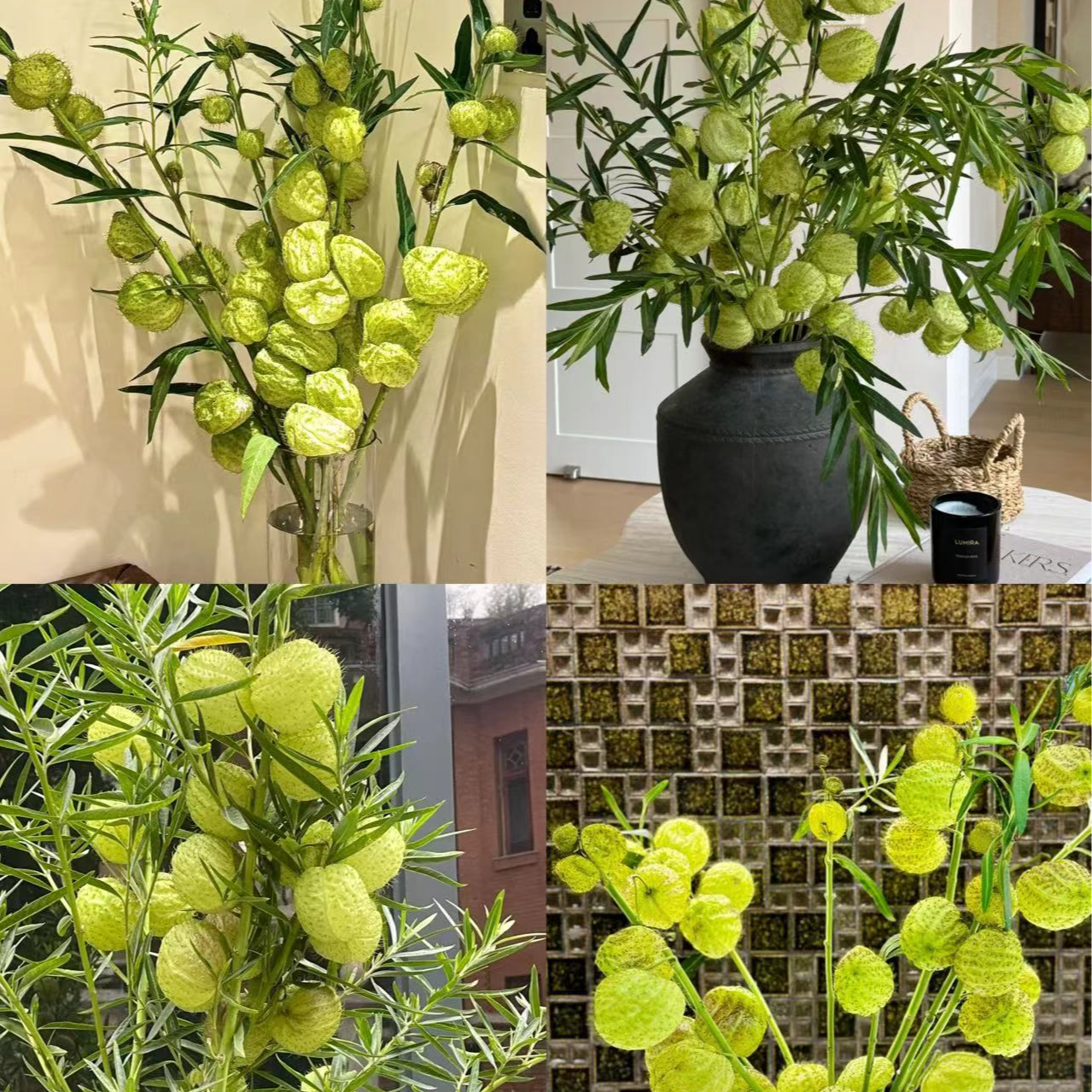 【小阿阮】糖棉·A级河豚果绿色治愈养眼氛围家居鲜花 云南直发