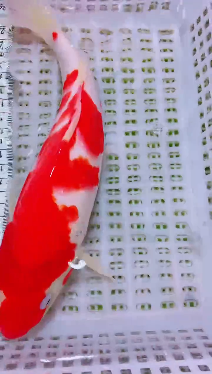 锦鲤血统锦鲤全场包邮19