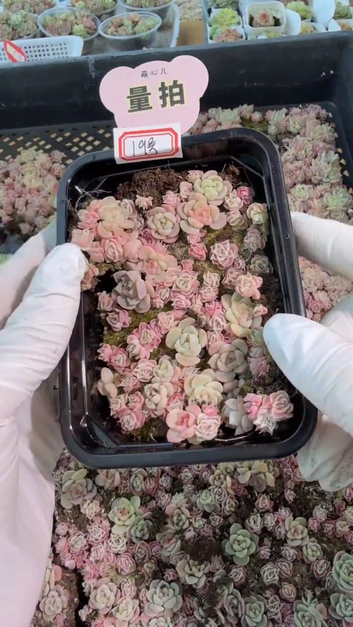 糖+麦19号切糕1盒 量拍多肉植物