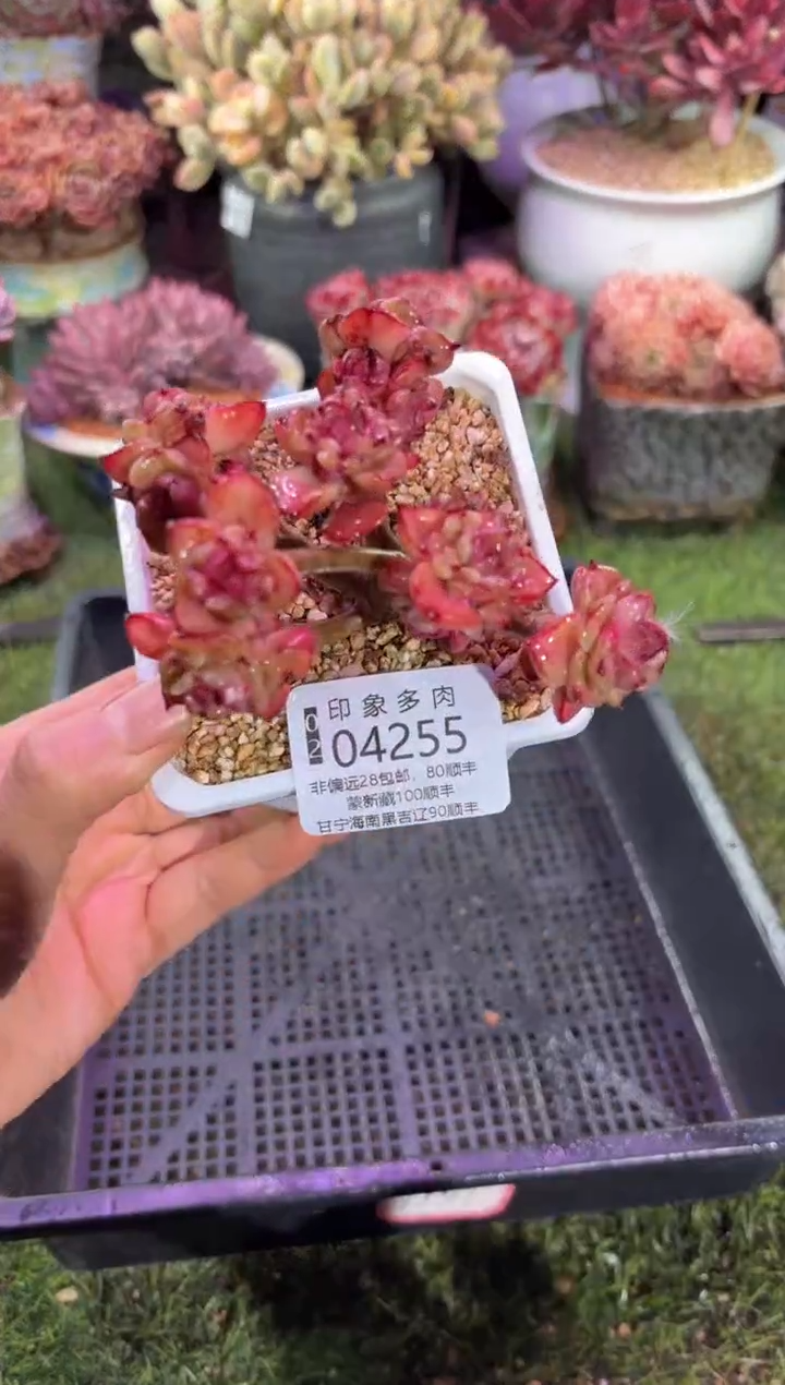 【闪购商品】04255