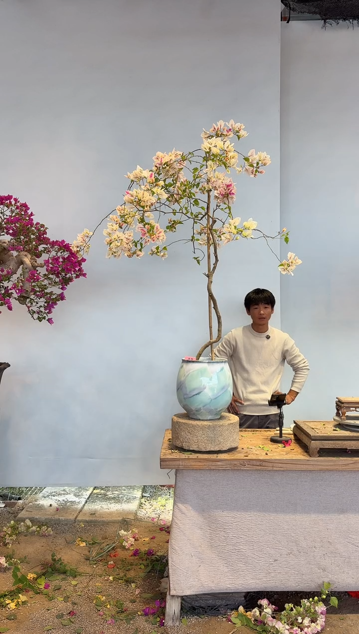 以实际为准三角梅48