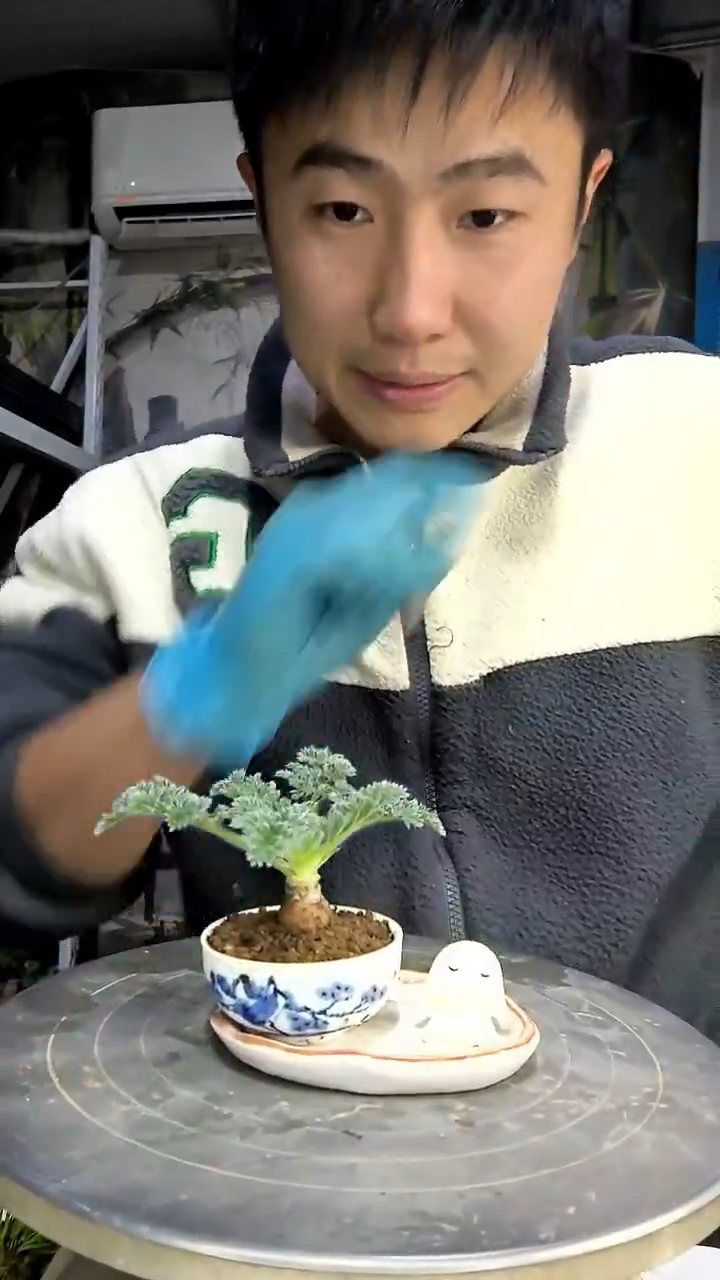 青****辣中青园艺一物一拍花35